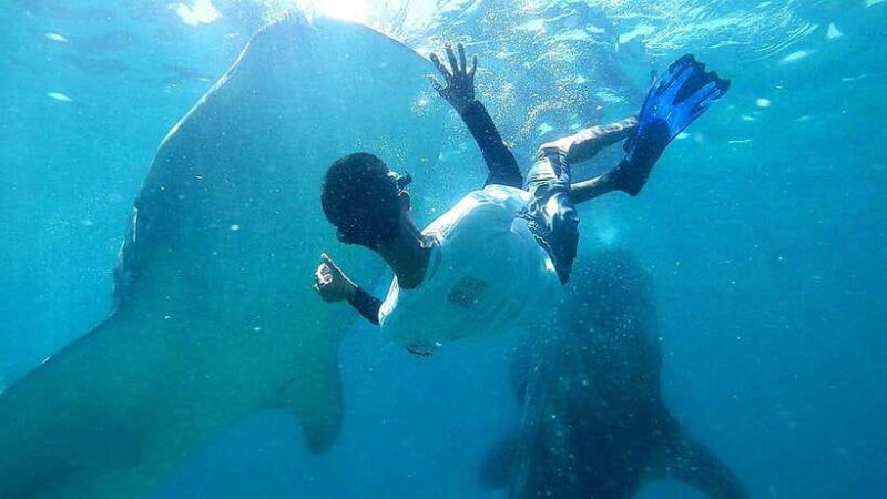 oslob-whale-shark-swim-snorkeling-experience-tour
