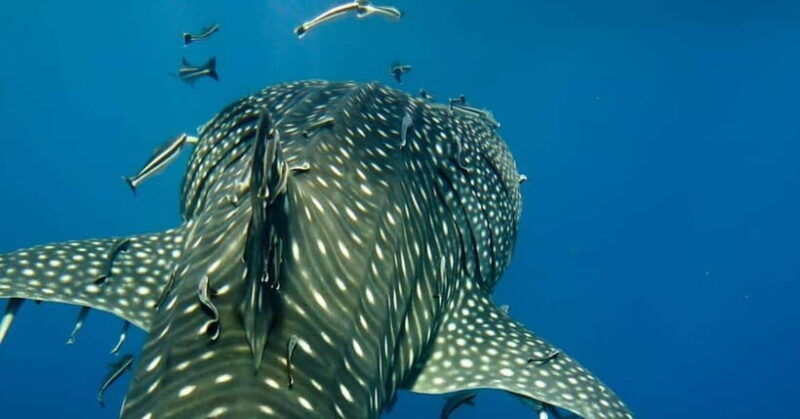 oslob-whale-shark-swim-snorkeling-experience-tour