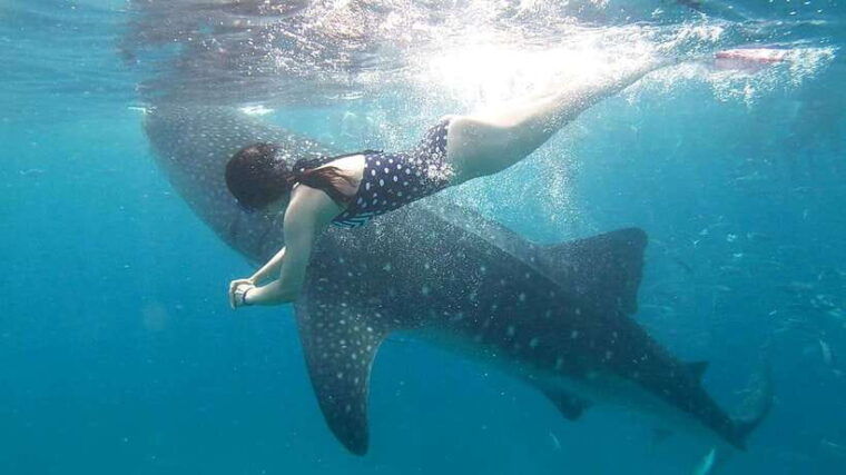 oslob-whale-shark-swim-snorkeling-experience-tour