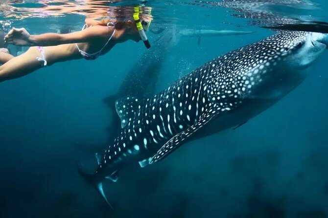 Oslob Whale Shark Swimming and Kawasan Falls Canyoneering - The Itinerary Breakdown: What To Expect