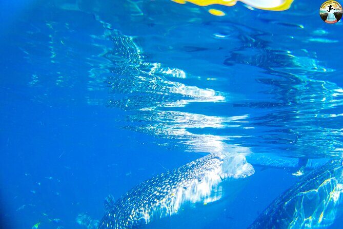 Oslob Whale Shark Swimming and Kawasan Falls Swimming Tour - Itinerary Breakdown: What to Expect