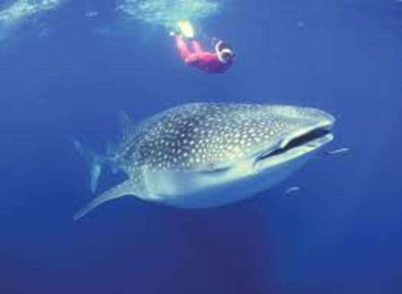 oslob-whale-shark-swimming-tumalog-falls-sumilon-sandbar