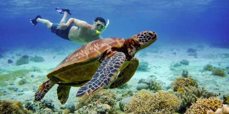 oslob-whale-shark-swimming-tumalog-falls-sumilon-sandbar