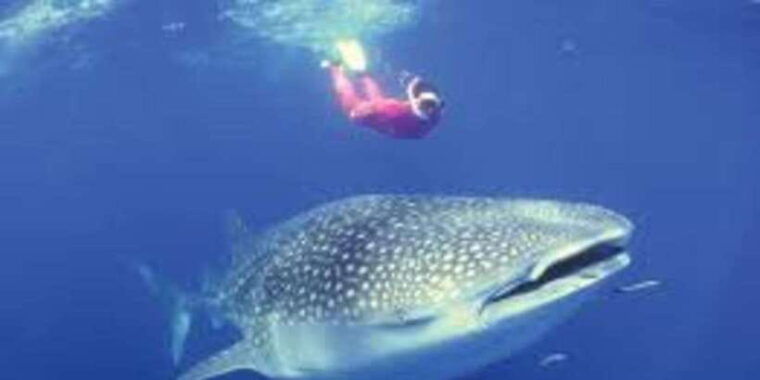 oslob-whale-shark-swimming-tumalog-falls-sumilon-sandbar
