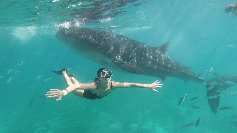 Oslob: Whale Shark Tour with Sumilon & Moalboal Snorkeling - Key Points