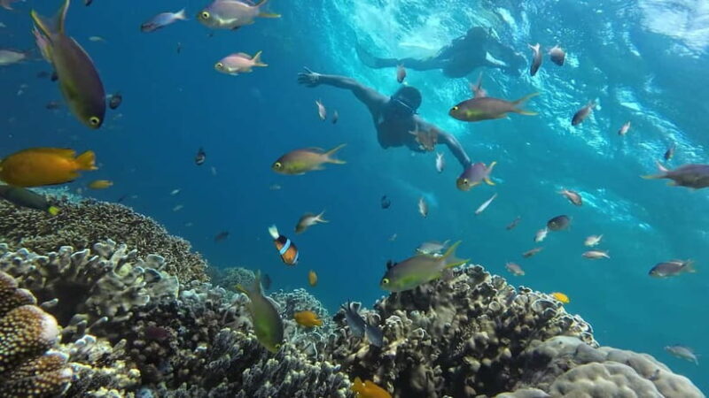 Oslob: Whale Shark Tour with Sumilon & Moalboal Snorkeling - Booking Flexibility