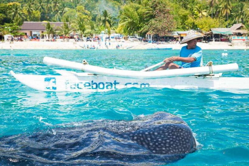 Oslob Whale Shark & Tumalog Waterfalls & Sumilon Sandbar - Oslob Whale Shark & Tumalog Waterfalls & Sumilon Sandbar: A Complete Day Tour in Cebu