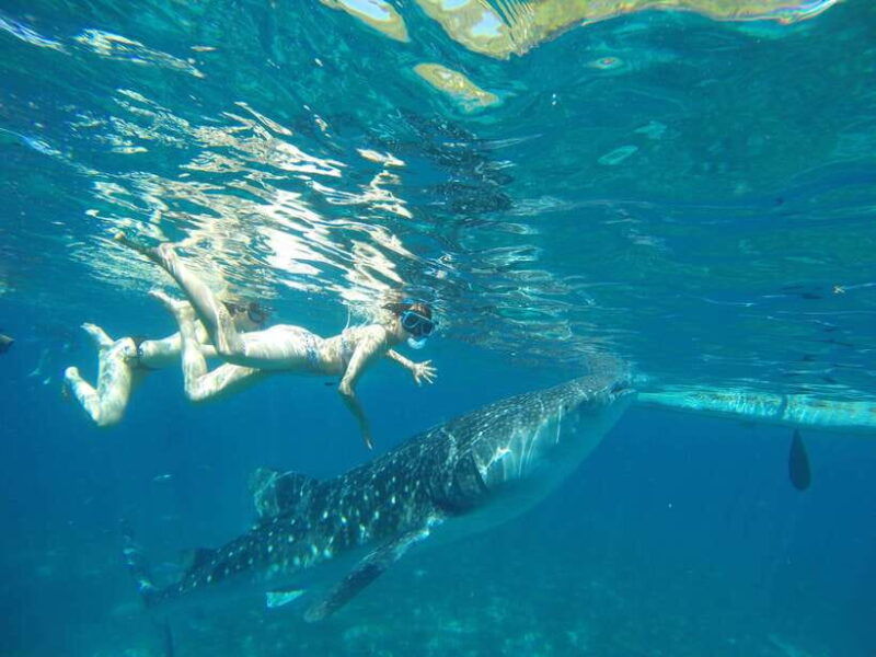 oslob-whale-shark-tumalog-waterfalls-sumilon-sandbar