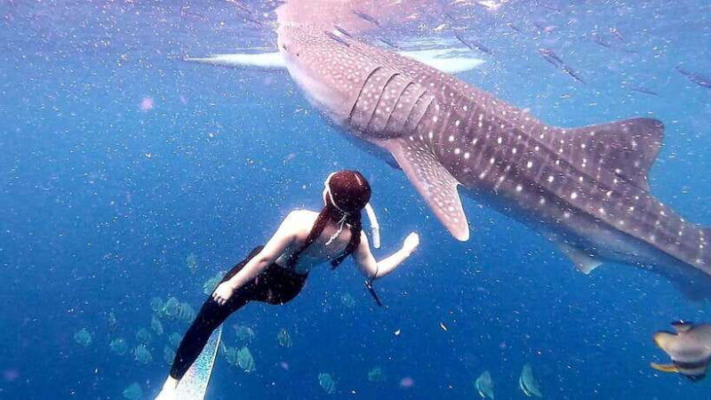 oslob-whale-shark-watching-experience-2