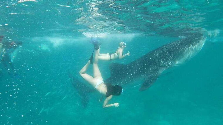 oslob-whale-shark-watching-experience-2