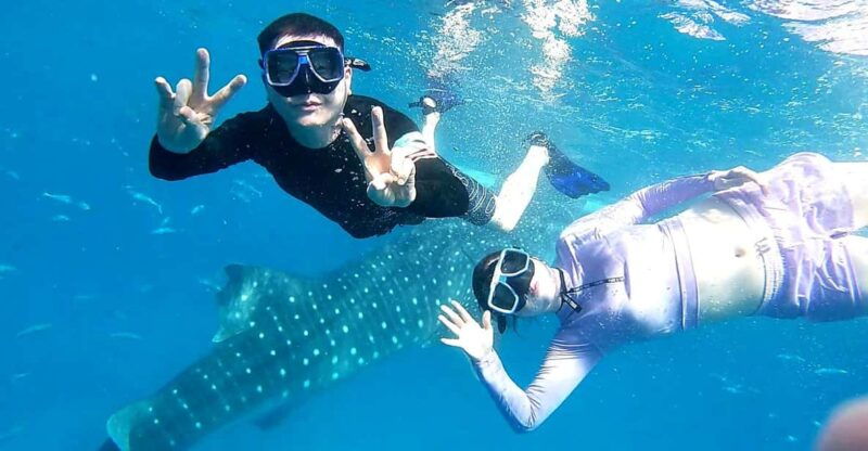 oslob-whale-shark-watching-experience