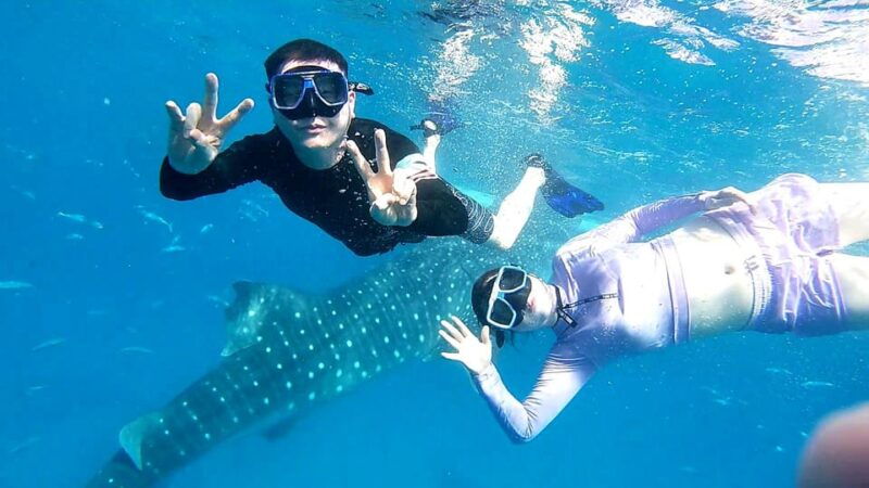 oslob-whale-shark-watching-experience