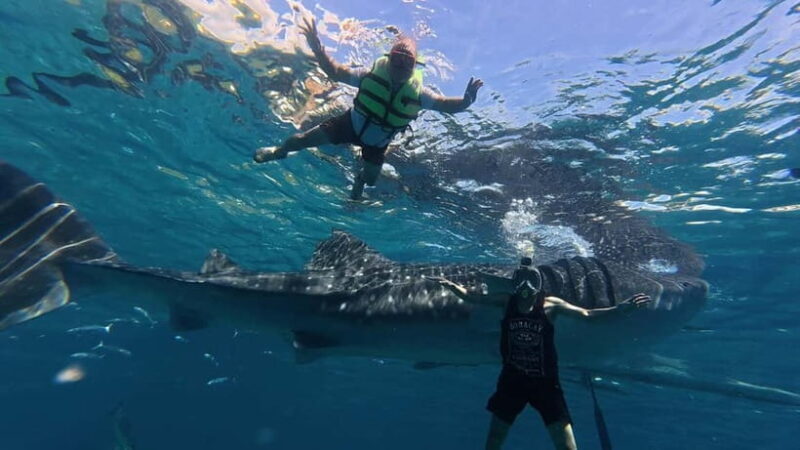 Oslob: Whale Shark Watching Private tour - Key Points