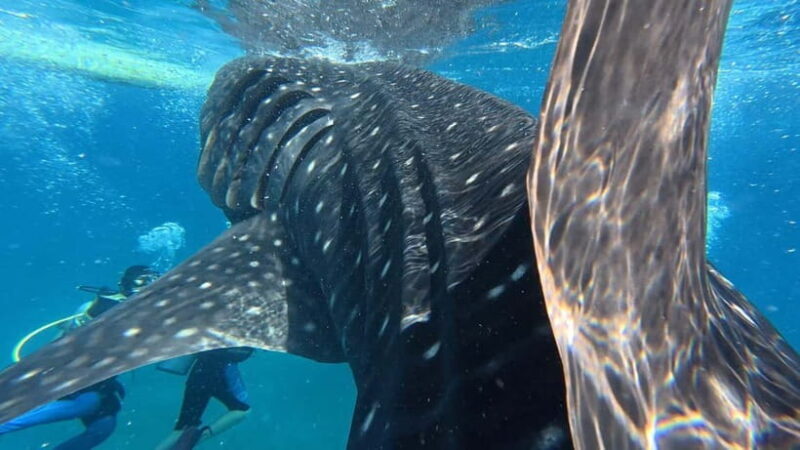 Oslob: Whale Shark Watching Private tour - The Experience in Context