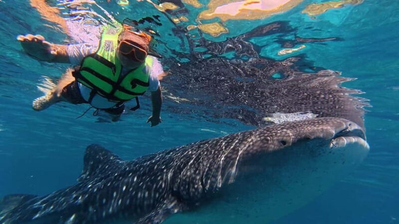 Oslob: Whale Shark Watching Private tour - Final Thoughts