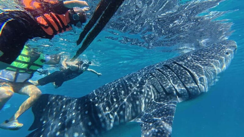Oslob: Whale Shark Watching Private tour - FAQ