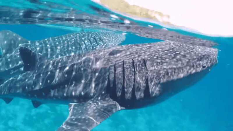 oslob-whale-sharks-tumalog-falls-sumilon-trio-adventure