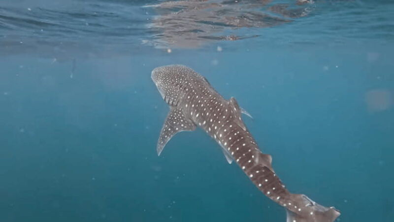 oslob-whale-sharks-tumalog-falls-sumilon-trio-adventure