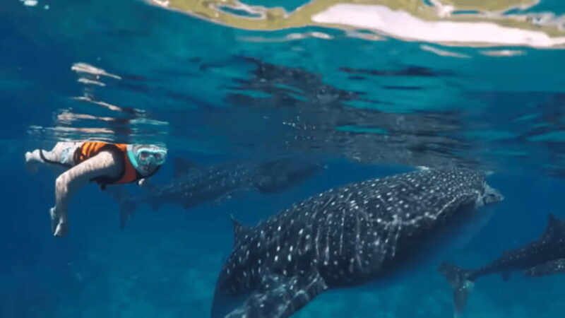 oslob-whale-sharks-tumalog-falls-sumilon-trio-adventure