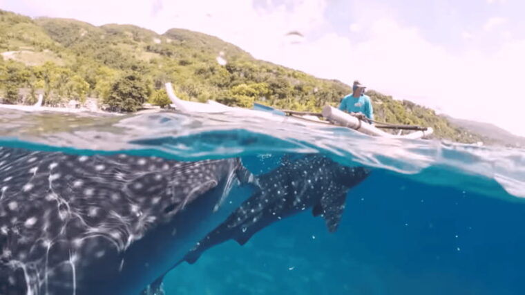 oslob-whale-sharks-tumalog-falls-sumilon-trio-adventure