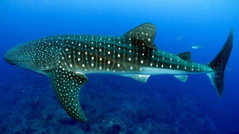 oslob-whaleshark-canyoneering-adventure