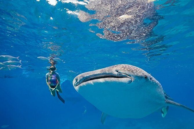 Oslob Whaleshark & Kawasan Falls Tour - The Itinerary in Detail