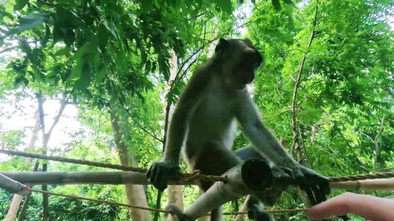 oslob-whaleshark-watching-sumilon-island-monkey-viewing