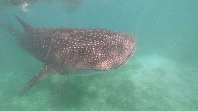 oslob-whaleshark-watching-sumilon-island-monkey-viewing