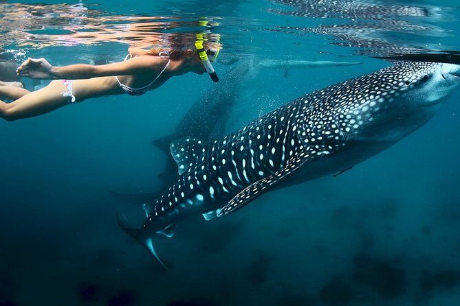 Oslob Whaleshark Watching & Tour in Cebu - Key Points