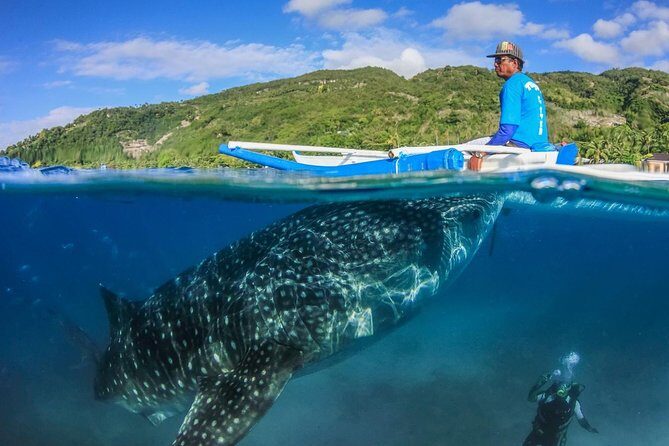Oslob Whaleshark Watching & Tour in Cebu - Exploring the Itinerary: What You Can Expect