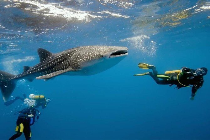 Oslob Whaleshark Watching & Tour in Cebu - Who Will Love This Tour?