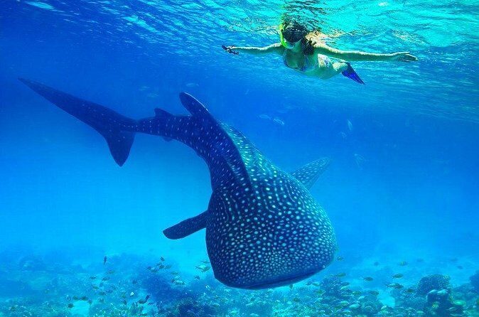 Oslob Whaleshark Watching & Tour in Cebu - FAQ