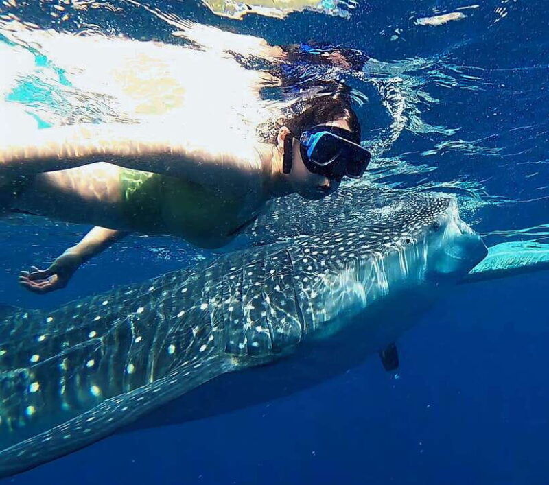 oslob-whaleshark-watching-tumalog-falls-sumilon-island