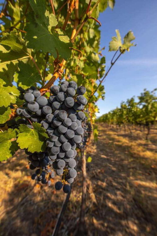 osoyoos-osoyoos-full-day-guided-wine-tour