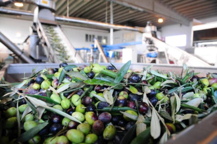 ostuni-e-bike-tour-the-olive-trees-and-a-local-oil-mill