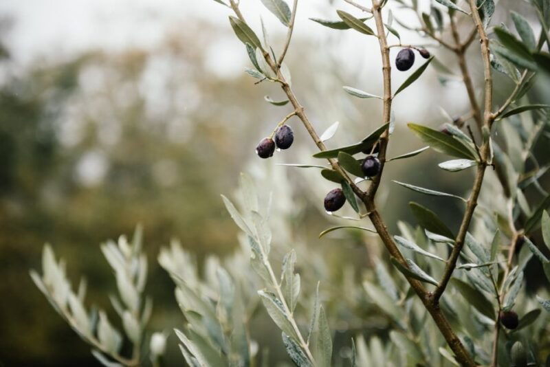 ostuni-olive-oil-tasting-tour