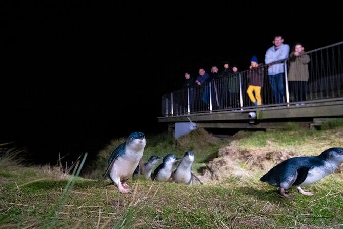 Otago Peninsula In-Depth Tour & Blue Penguins Pukekura Experience - The Otago Peninsula In-Depth Tour & Blue Penguins Pukekura Experience: What to Expect