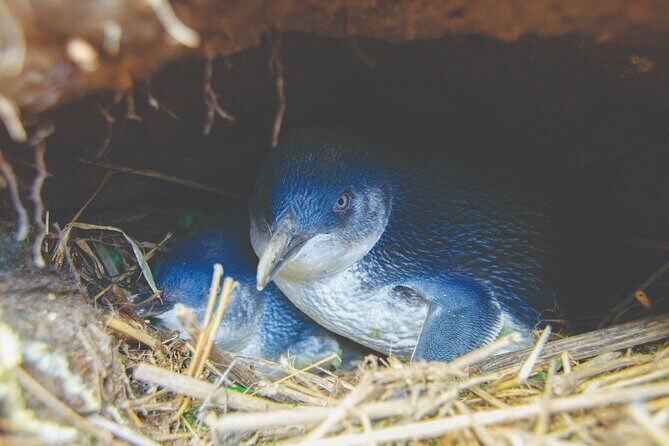Otago Peninsula In-Depth Tour & Blue Penguins Pukekura Experience - Final Verdict