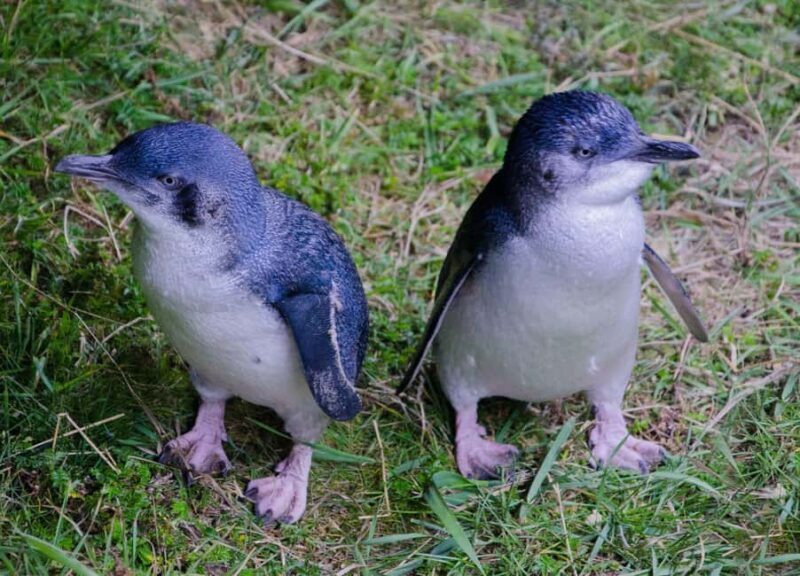 Otago Peninsula Scenery & Little Blue Penguin tour - Otago Peninsula Scenery & Little Blue Penguin Tour Review