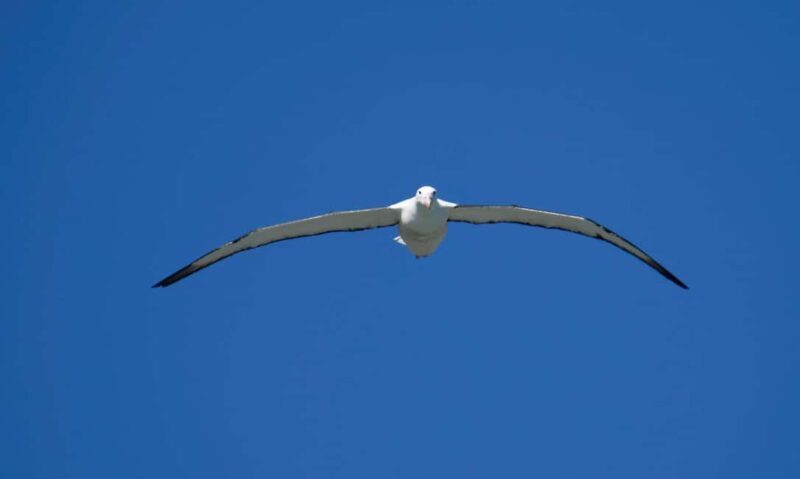 Otago Peninsula Scenery & Little Blue Penguin tour - Who Should Consider This Tour?