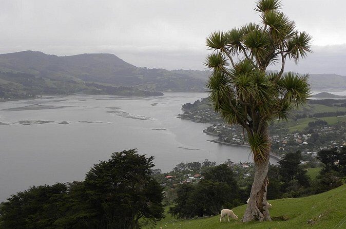 Otago Peninsula Tour and Larnach Castle City Sights (min 4 ) - Exploring Dunedin Through This Tour