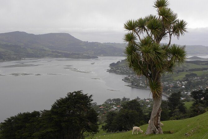 Otago Peninsula Tour and Larnach Castle City Sights (min 4 ) - Authentic Experiences and Hidden Gems