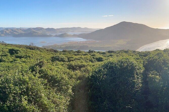 Otago Peninsula's Hidden Gems: A Self Guided Driving Tour - Wildlife Encounters: Monarch Cruises, Royal Albatross, and Sea Lions