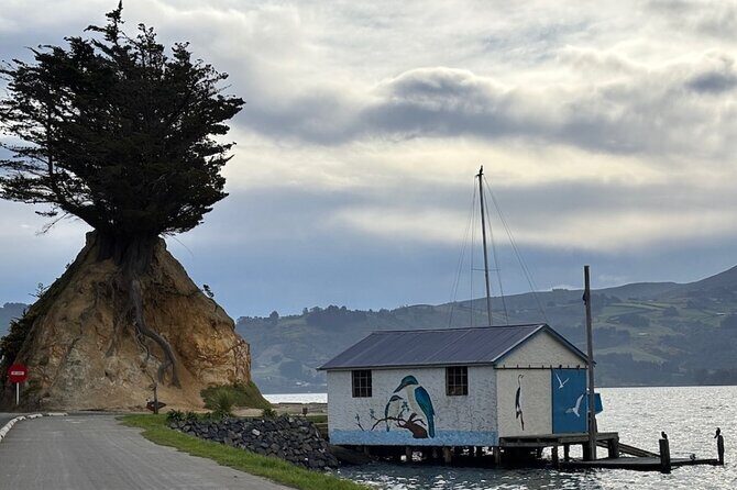 Otago Peninsula's Hidden Gems: A Self Guided Driving Tour - Allans Beach & Sandfly Bay: Wild Beaches and Marine Life