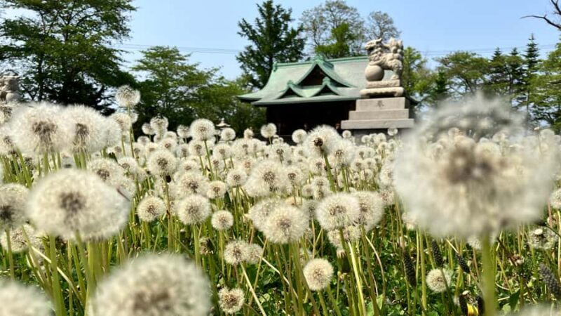 Otaru: Guided City Tour (Fish Market, Canal Walk and more) - Discovering Otaru’s Charm: What to Expect