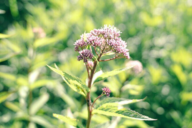 Otarus Old Fishing Village Nature and History Short Trekking Tour - Authentic Experiences and Hidden Gems