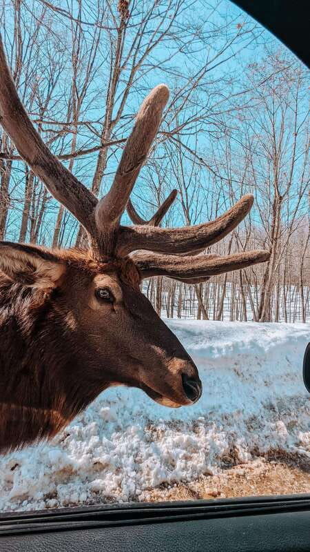 ottawa-private-wildlife-adventure-safari-in-parc-omega