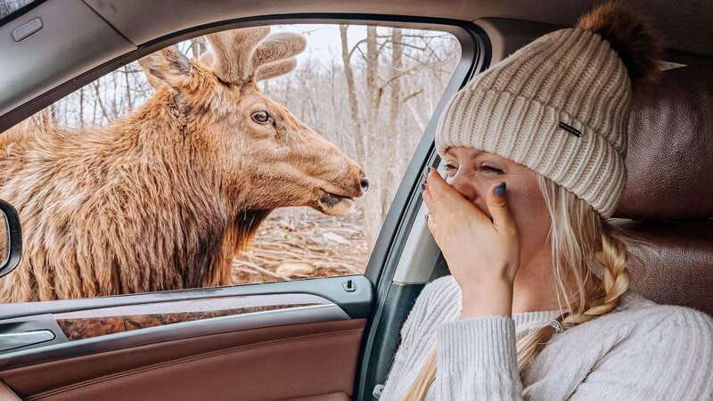 ottawa-private-wildlife-adventure-safari-in-parc-omega