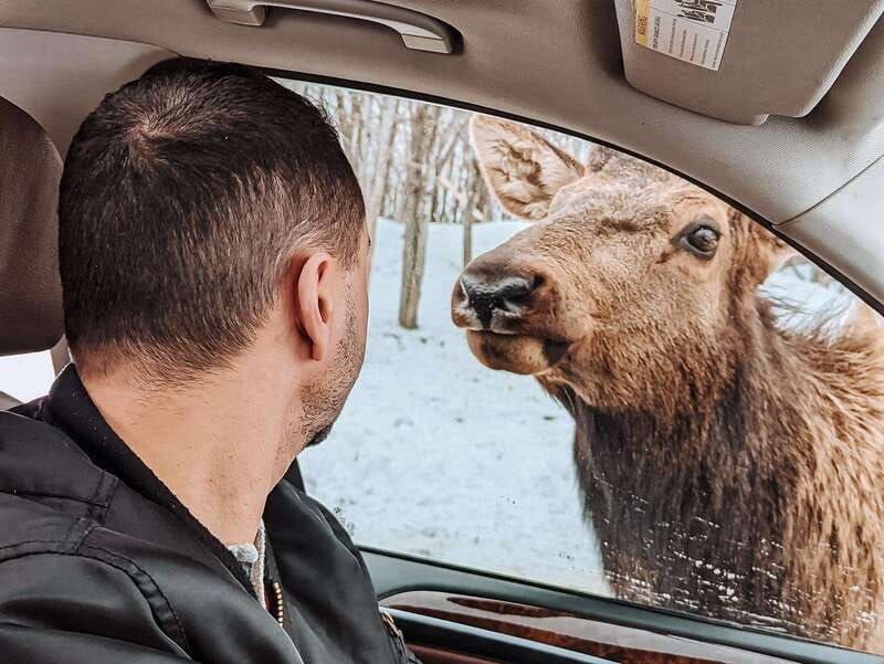 ottawa-private-wildlife-adventure-safari-in-parc-omega
