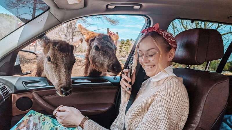 ottawa-private-wildlife-adventure-safari-in-parc-omega